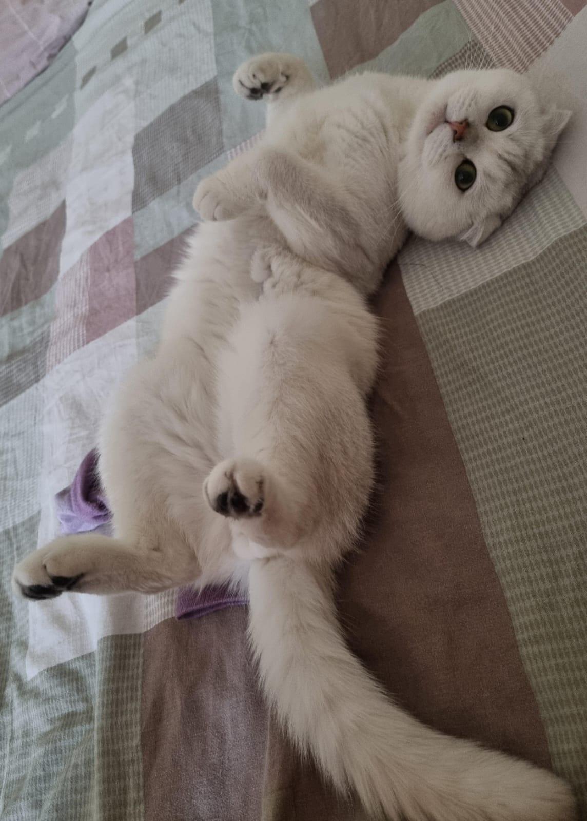 Фото В снегу и за рулем: в Новосибирске опубликовано свыше 50 фото милых питомцев к Дню кошек 51 - Сиб.ФМ Фото В снегу и за рулем: в Новосибирске опубликовано свыше 50 фото милых питомцев к Дню кошек 51